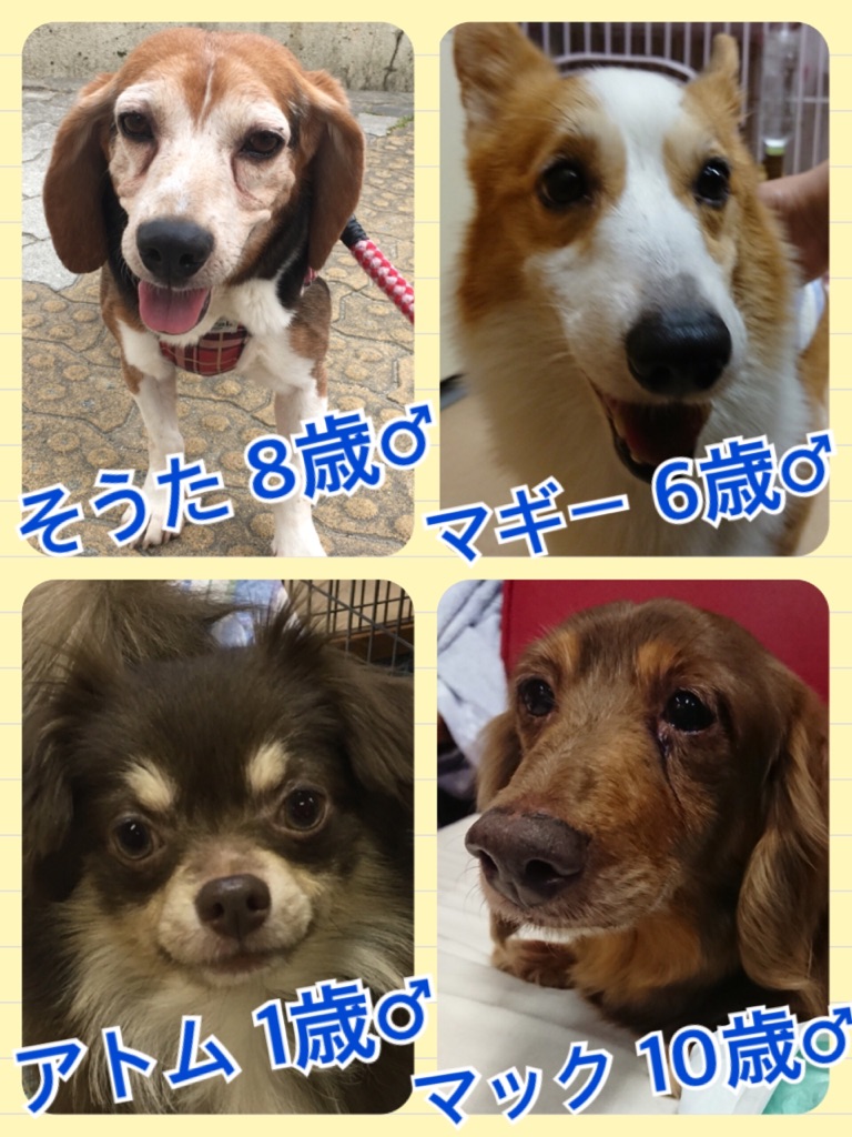 【今日の里親様募集中ワンコメンバー🐶】2018,4,27